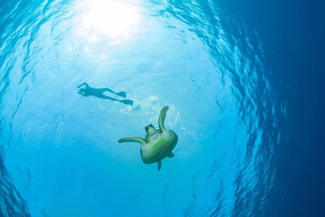 Koh Tan and Pig Island Half-Day Tour by Speed Catamaran - Is $73.04 good value?