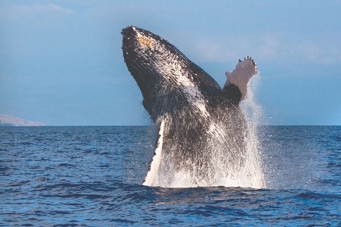 Kona Deluxe Catamaran Whale Watch - Quick Take: What Matters Most