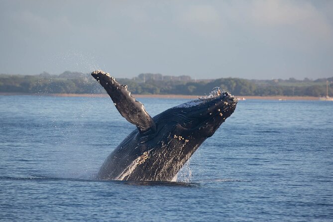 Kona Deluxe Catamaran Whale Watch - Watching for Humpbacks From the Catamaran
