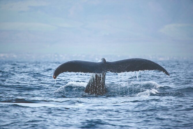 Kona Deluxe Catamaran Whale Watch - The Whale Guarantee: Useful, But Read It Correctly