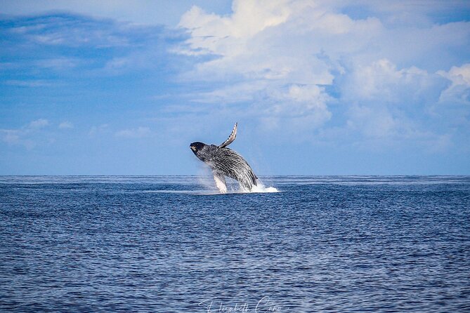 Kona Deluxe Catamaran Whale Watch - Who Will Like This Tour Most?