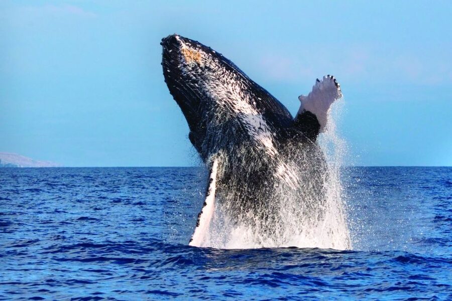Kona Deluxe Catamaran Whale Watching Cruise - Key points to know before you book