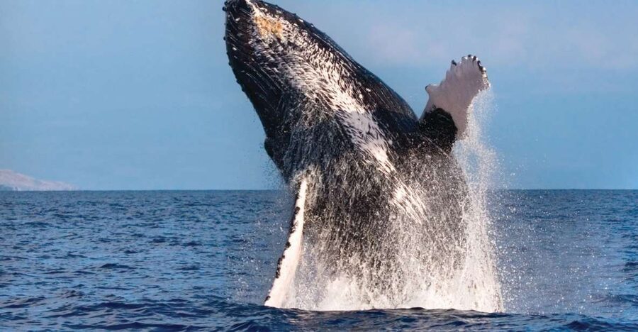 Kona Deluxe Catamaran Whale Watching Cruise - What the 90-minute cruise is really like