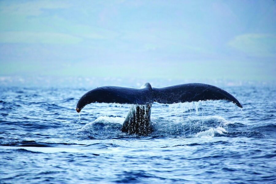Kona Deluxe Catamaran Whale Watching Cruise - Is $109 a fair price?
