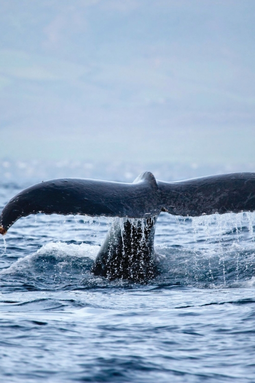 Kona Deluxe Catamaran Whale Watching Cruise - Humpbacks along the Kona Coast