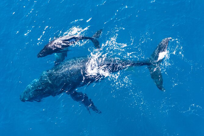 Lagos: Dolphins & Benagil Caves – Catamaran - Ponta da Piedade, swimming, and the boat slide