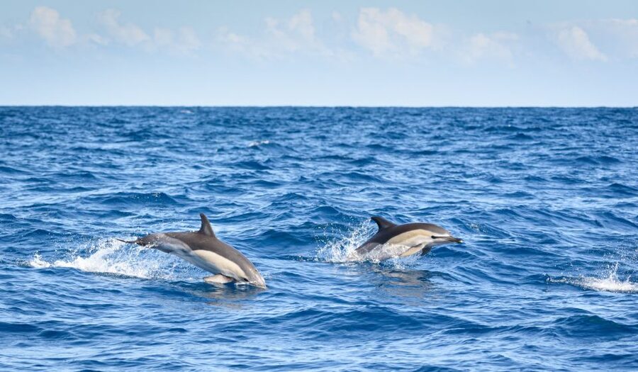 Lagos: Dolphins & Caves - Catamaran - Leaving Marina de Lagos on a roomy catamaran