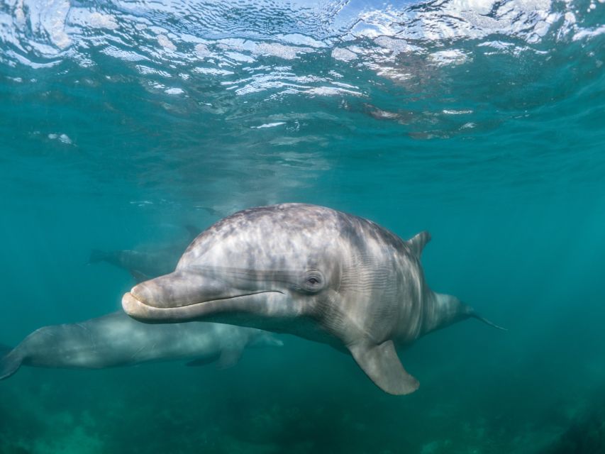 Lagos: Dolphins & Caves - Catamaran - Who will enjoy it most?