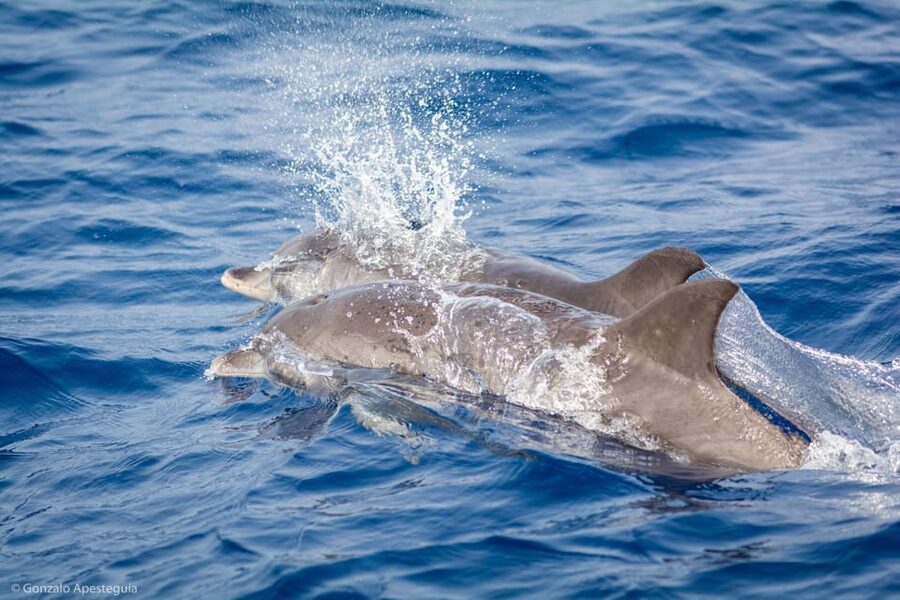 Lanzarote: Whale and Dolphin Watching Eco-Friendly Catamaran - Key points to know before you book