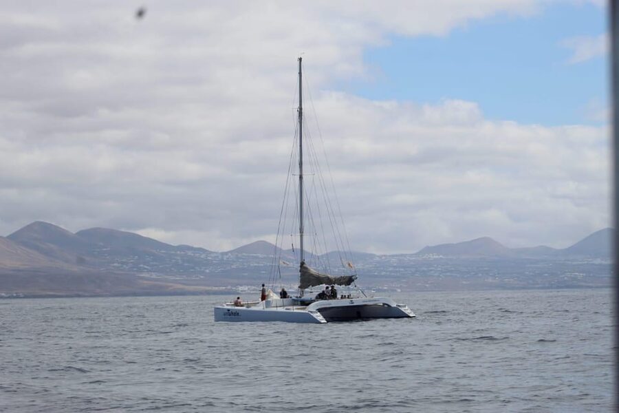 Lanzarote: Whale and Dolphin Watching Eco-Friendly Catamaran - Watching dolphins without a noisy chase