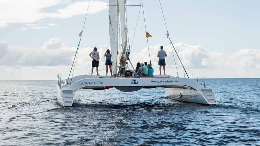 Lanzarote: Whale and Dolphin Watching Eco-Friendly Catamaran - What $112 buys you at Puerto Calero