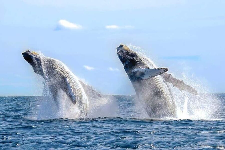 Los Cabos: Catamaran Whale Watching Cruise - Key points to know before booking