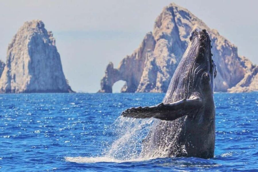 Los Cabos: Catamaran Whale Watching Cruise - The two-hour catamaran ride
