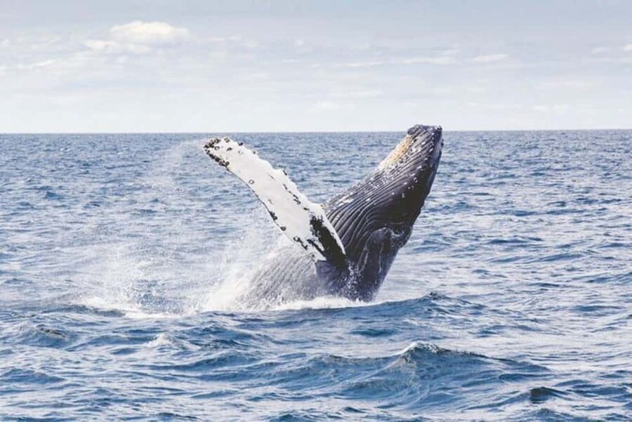 Los Cabos: Catamaran Whale Watching Cruise - Whale watching from December through March