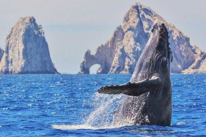 Los Cabos: Catamaran Whale Watching Cruise - Food, snacks, and the domestic open bar