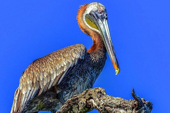 Los Haitises & Cayo Levantado (Lunch included, from Samana in Catamaran or Boat) - What the mangrove visit adds