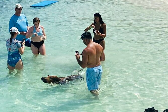 Luxury Catamaran Cruise: Sip, Sail, Snorkel, and Swim with Pigs! - Pig Beach and the swimming pigs