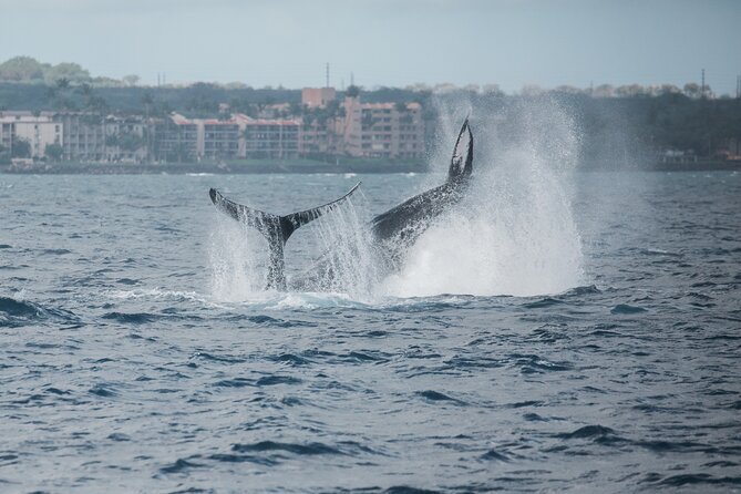 Luxury Catamaran Whale Watch - Leaving Maalaea Harbor for West Maui’s whales