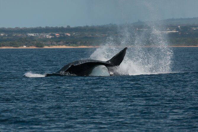 Luxury Catamaran Whale Watch - Timing, parking, and practical planning