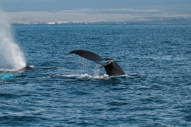 Luxury Catamaran Whale Watch - Who will enjoy this cruise most