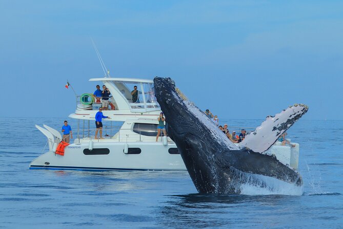 Luxury Catamaran Whale Watching Cabo San Lucas - From hotel pickup to the Cabo San Lucas marina