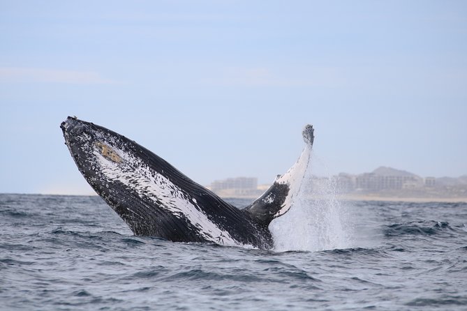 Luxury Catamaran Whale Watching Cabo San Lucas - Two hours in the Sea of Cortez searching for whales