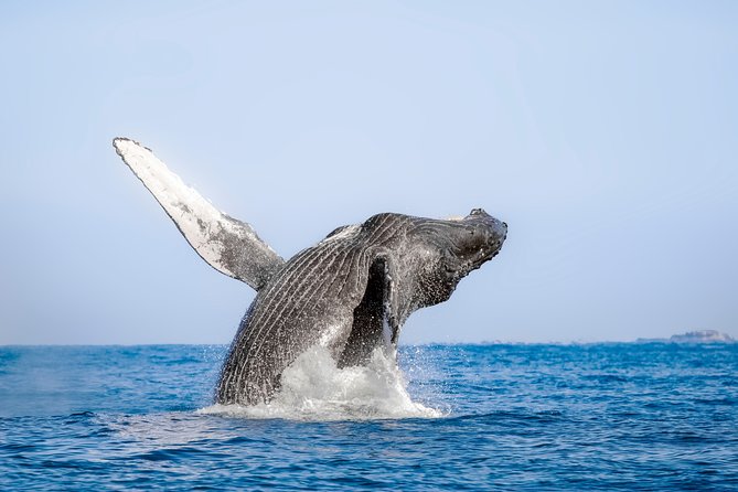 Luxury Catamaran Whale Watching Cabo San Lucas - Hearing whales through the onboard hydrophone
