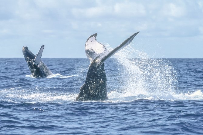 Luxury Catamaran Whale Watching Cabo San Lucas - What food and drinks are actually like onboard