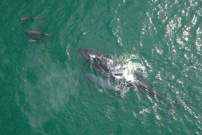 Luxury Catamaran Whale Watching Cabo San Lucas - Comfort, space, and the double-decker design