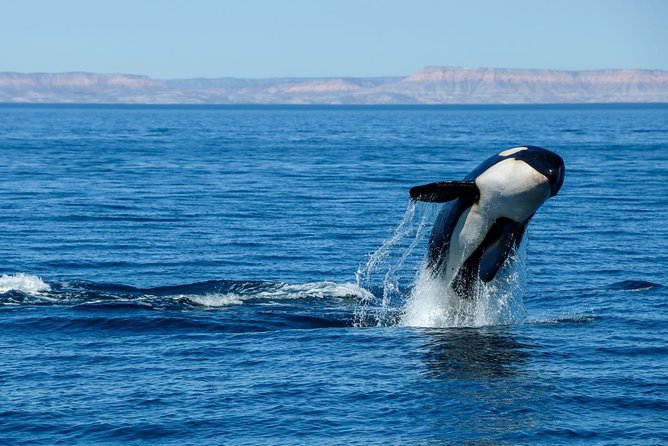 Luxury Catamaran Whale Watching Cabo San Lucas - Is $129 a fair price?