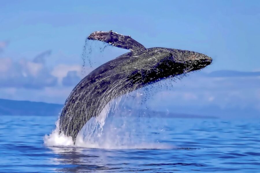 Ma'alaea Harbor: Whale Watching Tour Aboard Power Catamaran - Captain narration and crew service