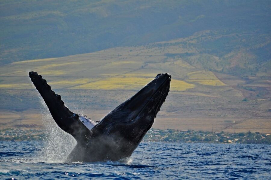Ma'alaea Harbor: Whale Watching Tour Aboard Power Catamaran - Is the $49 fare good value?