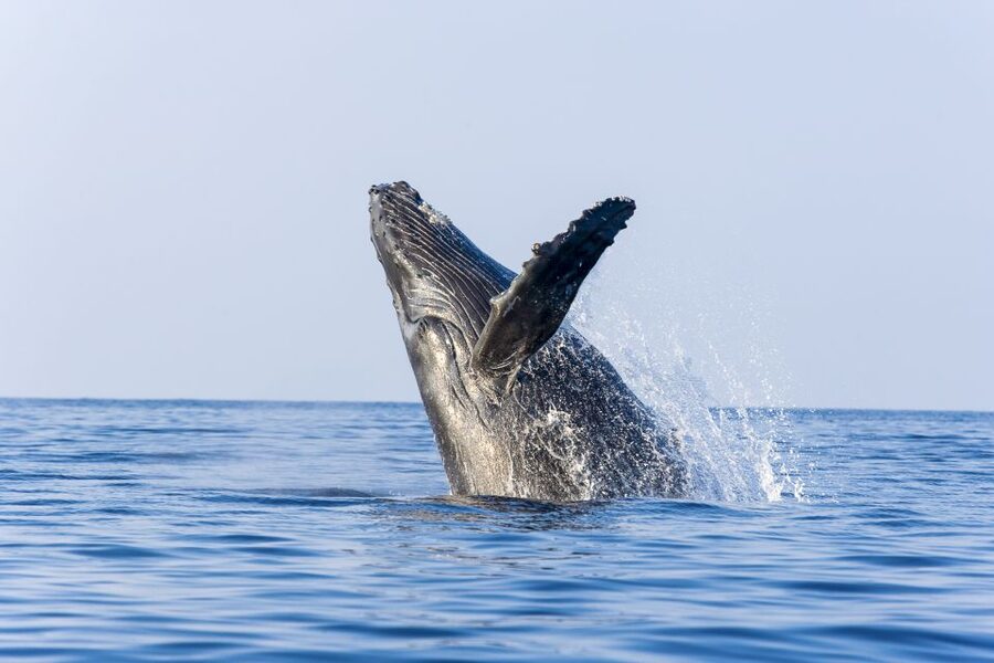 Ma'alaea Harbor: Whale Watching Tour Aboard Power Catamaran - Who will enjoy this whale watch most?