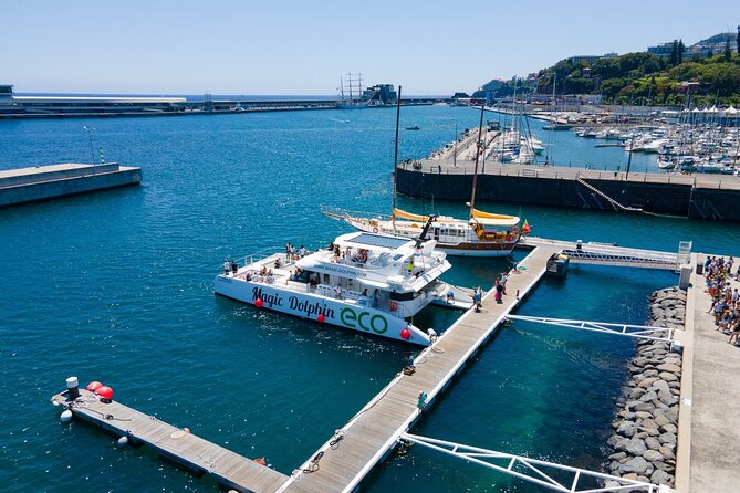 Madeira Dolphin and Whale Watching on a Ecological Catamaran - Is $42.33 Good Value?