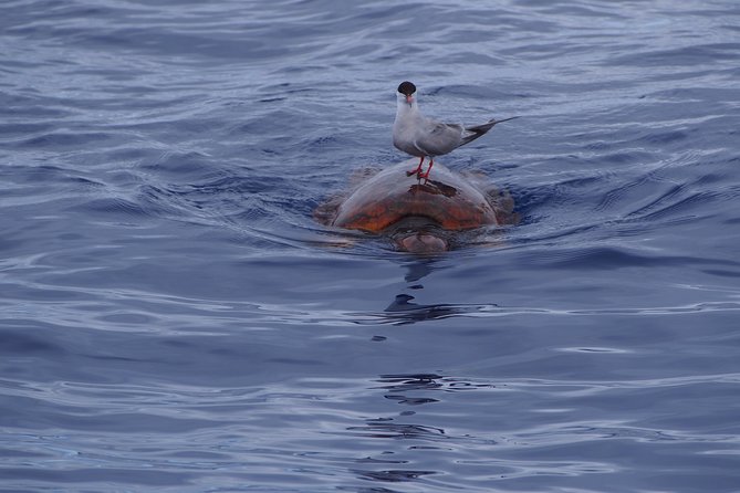 Madeira Dolphin and Whale Watching on a Ecological Catamaran - Who Should Book This Experience?