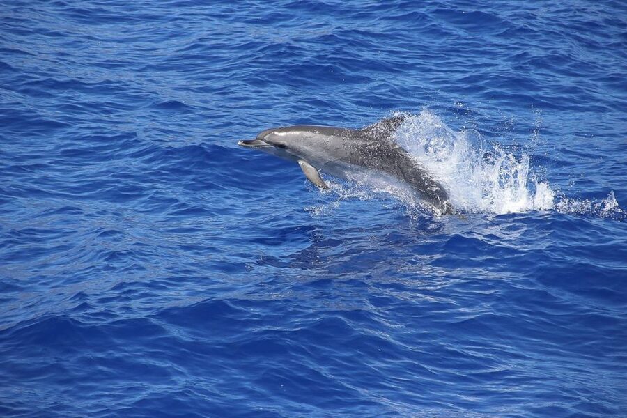 Madeira: Funchal Sunset Tour by Catamaran - What the $47 price really buys you