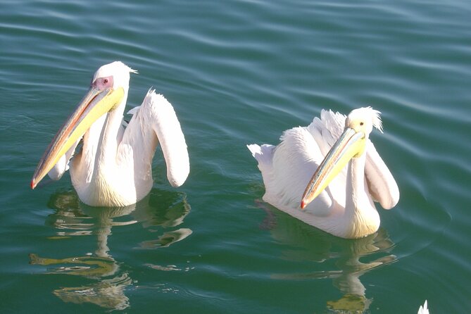 Marine Dune Day: Catamaran Cruise and Sandwich Harbor Dune Drive - Key points at a glance