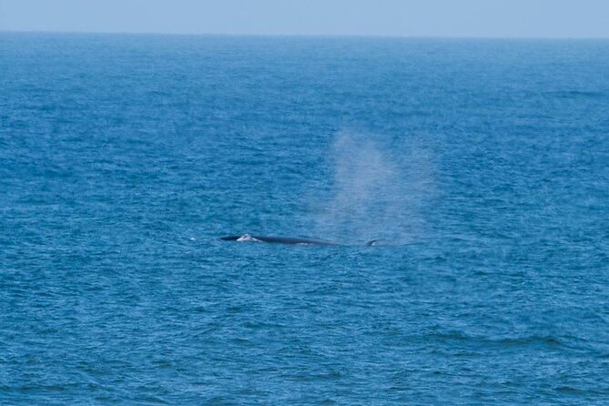 Marine Dune Day: Catamaran Cruise and Sandwich Harbor Dune Drive - Guides, driving, and the private format