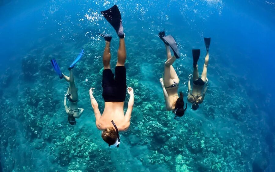 Maui: Luxury Catamaran Turtles & Tacos Snorkel - Snorkeling with Hawaiian green sea turtles