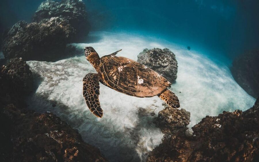 Maui: Luxury Catamaran Turtles & Tacos Snorkel - Tacos, margaritas, and local beer after snorkeling