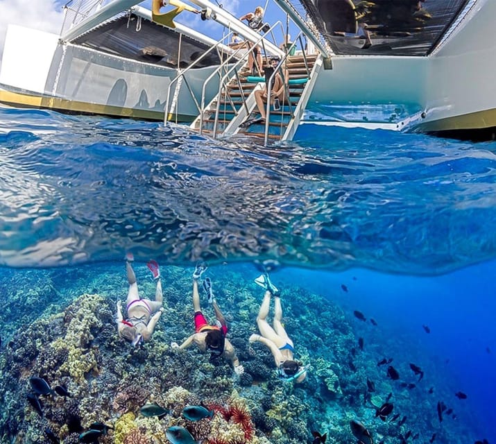 Maui: Luxury Catamaran Turtles & Tacos Snorkel - Who will get the most from this trip