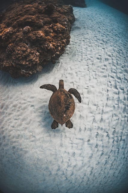 Maui: Luxury Catamaran Turtles & Tacos Snorkel - Meeting at Maalaea Harbor