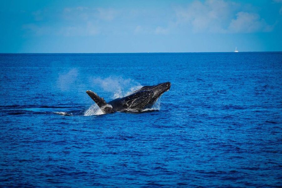 Maui: Luxury Catamaran Whale Watch & Sail - Key points at a glance
