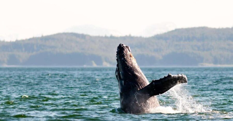 Maui: Luxury Catamaran Whale Watch & Sail - Booking advice and cancellation flexibility