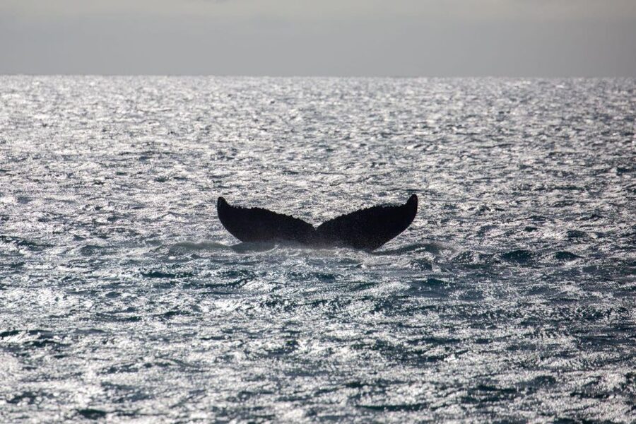 Maui: Luxury Catamaran Whale Watch & Sail - Watching from a 65-foot catamaran
