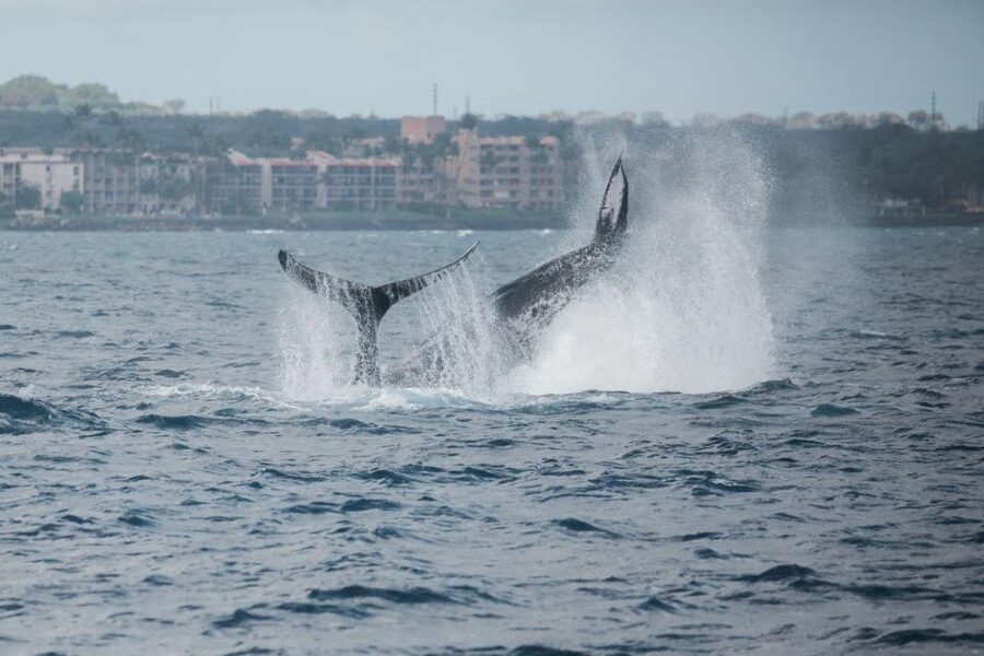 Maui: Luxury Catamaran Whale Watch & Sail - Seasonal food, Maui beer, and sparkling wine