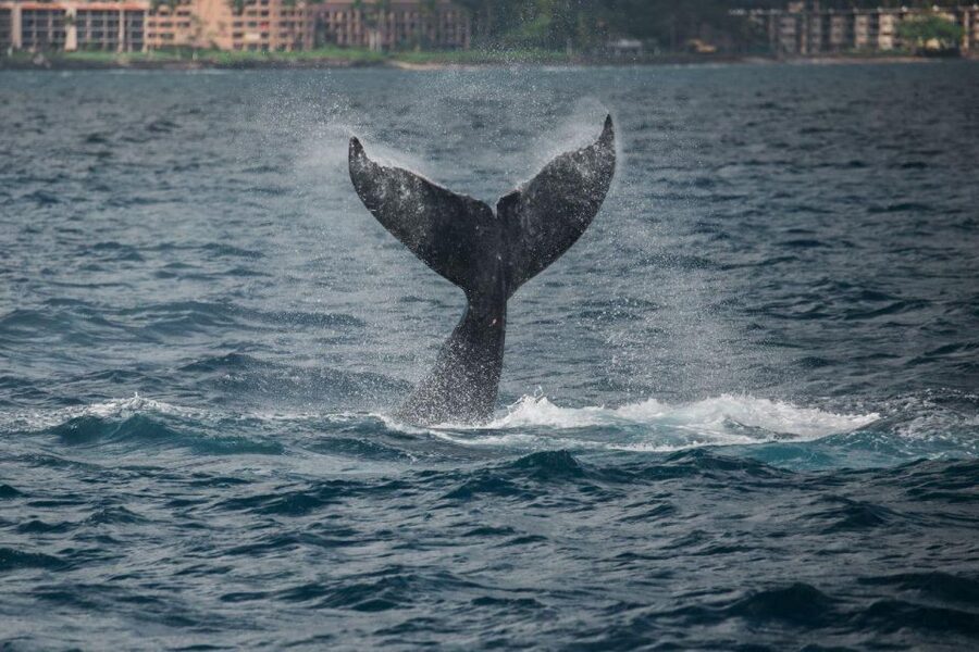 Maui: Luxury Catamaran Whale Watch & Sail - The photographer and the question of extra cost