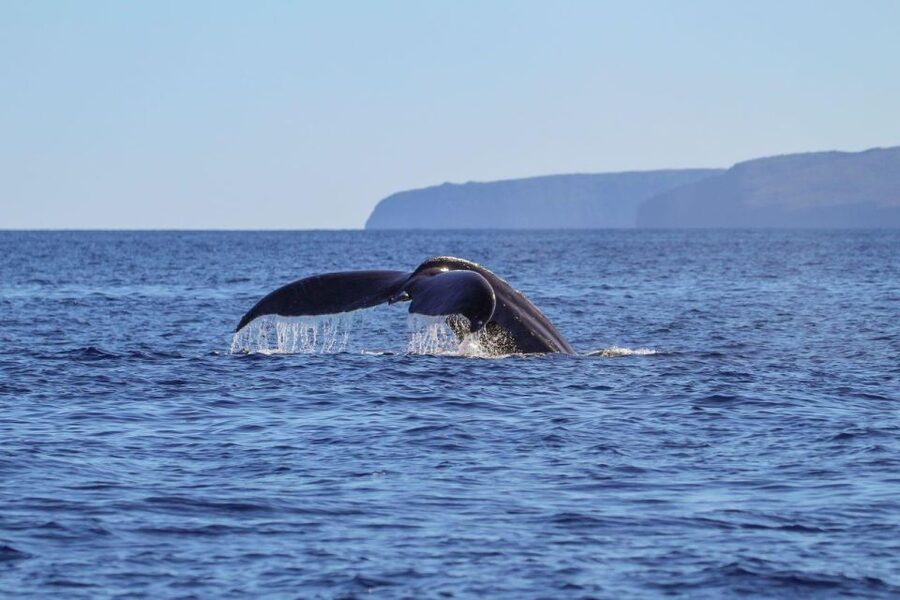 Maui: Luxury Catamaran Whale Watch & Sail - Who will enjoy this whale watch most?