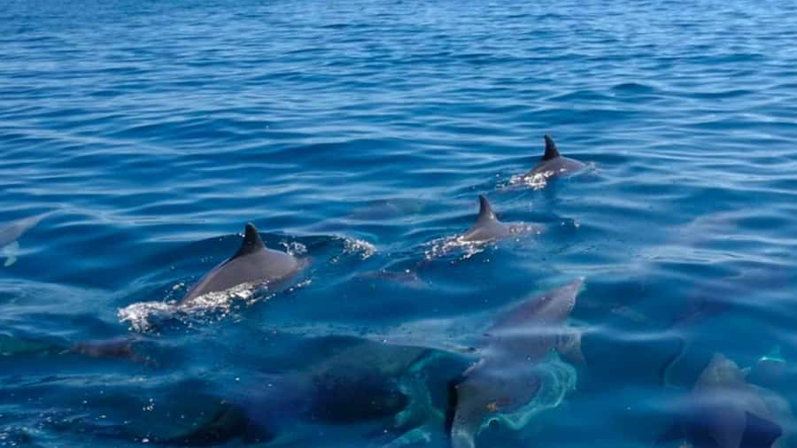 Mauritius: Private Catamaran Tour to île aux Cerfs - Cruising Toward île aux Cerfs