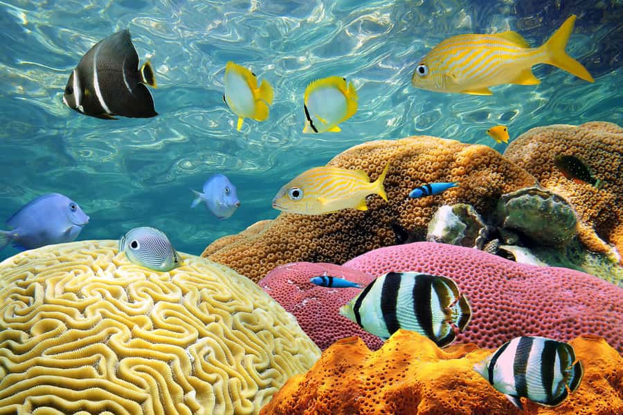 Miami: Key West with Catamaran Tour, Drinks, and Free Time - Should you book the Miami to Key West catamaran tour?